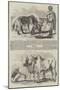 The Yak, or Thibet Ox-William Carpenter-Mounted Giclee Print