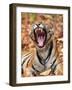 The Yawning Tiger-Sumangal Sethi-Framed Giclee Print