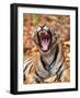 The Yawning Tiger-Sumangal Sethi-Framed Giclee Print