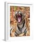 The Yawning Tiger-Sumangal Sethi-Framed Giclee Print