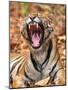 The Yawning Tiger-Sumangal Sethi-Mounted Giclee Print