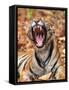 The Yawning Tiger-Sumangal Sethi-Framed Stretched Canvas