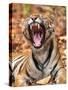 The Yawning Tiger-Sumangal Sethi-Stretched Canvas