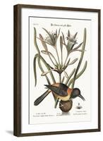 The Yellow and Black Pye, 1749-73-Mark Catesby-Framed Giclee Print