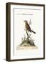 The Yellow-Headed Linnet, 1749-73-George Edwards-Framed Giclee Print