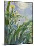 The Yellow Iris (Detail)-Claude Monet-Mounted Giclee Print