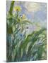 The Yellow Iris (Detail)-Claude Monet-Mounted Giclee Print