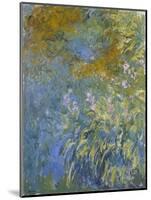 The Yellow Iris-Claude Monet-Mounted Giclee Print