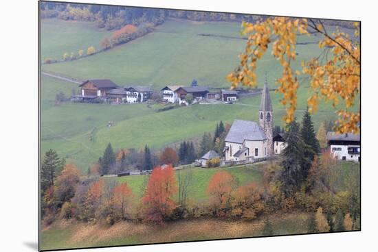 The yellow leaves of a larch frame the alpine church in the fall, St. Magdalena, Funes Valley, Sout-Roberto Moiola-Mounted Photographic Print