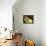 The Yellow Moray Eel-Louise Murray-Framed Stretched Canvas displayed on a wall