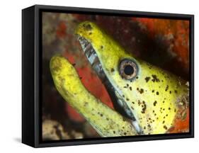 The Yellow Moray Eel-Louise Murray-Framed Stretched Canvas