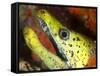The Yellow Moray Eel-Louise Murray-Framed Stretched Canvas