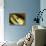 The Yellow Moray Eel-Louise Murray-Stretched Canvas displayed on a wall