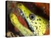 The Yellow Moray Eel-Louise Murray-Stretched Canvas