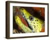 The Yellow Moray Eel-Louise Murray-Framed Photographic Print