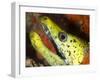 The Yellow Moray Eel-Louise Murray-Framed Photographic Print