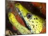 The Yellow Moray Eel-Louise Murray-Mounted Photographic Print