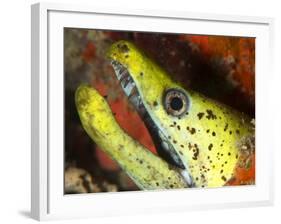 The Yellow Moray Eel-Louise Murray-Framed Photographic Print