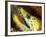 The Yellow Moray Eel-Louise Murray-Framed Photographic Print