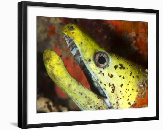 The Yellow Moray Eel-Louise Murray-Framed Photographic Print