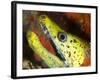 The Yellow Moray Eel-Louise Murray-Framed Photographic Print