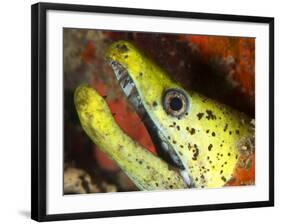 The Yellow Moray Eel-Louise Murray-Framed Photographic Print