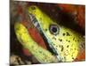 The Yellow Moray Eel-Louise Murray-Mounted Photographic Print