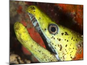 The Yellow Moray Eel-Louise Murray-Mounted Photographic Print