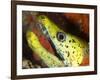 The Yellow Moray Eel-Louise Murray-Framed Photographic Print