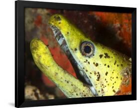 The Yellow Moray Eel-Louise Murray-Framed Photographic Print