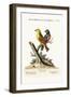 The Yellow Red-Pole, and the Black Gros-Beak, 1749-73-George Edwards-Framed Giclee Print