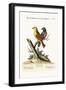 The Yellow Red-Pole, and the Black Gros-Beak, 1749-73-George Edwards-Framed Giclee Print