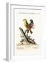 The Yellow Red-Pole, and the Black Gros-Beak, 1749-73-George Edwards-Framed Giclee Print