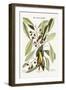 The Yellow Titmouse, 1749-73-Mark Catesby-Framed Giclee Print