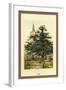 The Yew-W.h.j. Boot-Framed Art Print