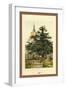 The Yew-W.h.j. Boot-Framed Art Print