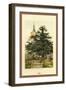 The Yew-W.h.j. Boot-Framed Art Print