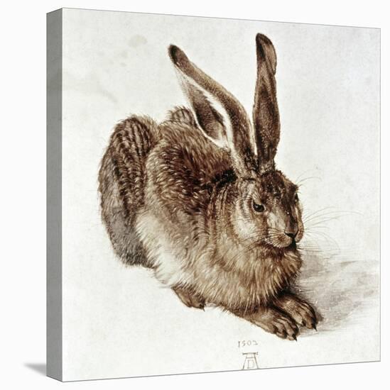 The Young Hare-Albrecht Dürer-Stretched Canvas