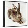 The Young Hare-Albrecht Dürer-Framed Stretched Canvas