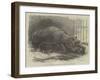 The Young Hippopotamus and Dam, at the Zoological Society's Garden-null-Framed Giclee Print