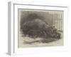 The Young Hippopotamus and Dam, at the Zoological Society's Garden-null-Framed Giclee Print