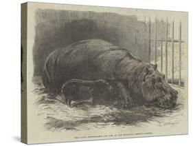 The Young Hippopotamus and Dam, at the Zoological Society's Garden-null-Stretched Canvas