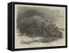 The Young Hippopotamus and Dam, at the Zoological Society's Garden-null-Framed Stretched Canvas