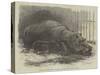 The Young Hippopotamus and Dam, at the Zoological Society's Garden-null-Stretched Canvas