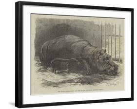 The Young Hippopotamus and Dam, at the Zoological Society's Garden-null-Framed Giclee Print