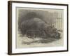 The Young Hippopotamus and Dam, at the Zoological Society's Garden-null-Framed Giclee Print