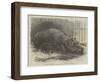 The Young Hippopotamus and Dam, at the Zoological Society's Garden-null-Framed Premium Giclee Print