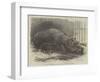 The Young Hippopotamus and Dam, at the Zoological Society's Garden-null-Framed Premium Giclee Print