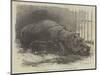 The Young Hippopotamus and Dam, at the Zoological Society's Garden-null-Mounted Premium Giclee Print