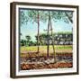 The Young Pine, 2009-Noel Paine-Framed Giclee Print